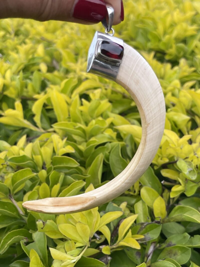 This is Powerful Boar Tusk Pendant with 925 Silver and Garnet