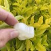 4cm Selenite Window – Seer's Stone Unveil the Mystical Power of Selenit