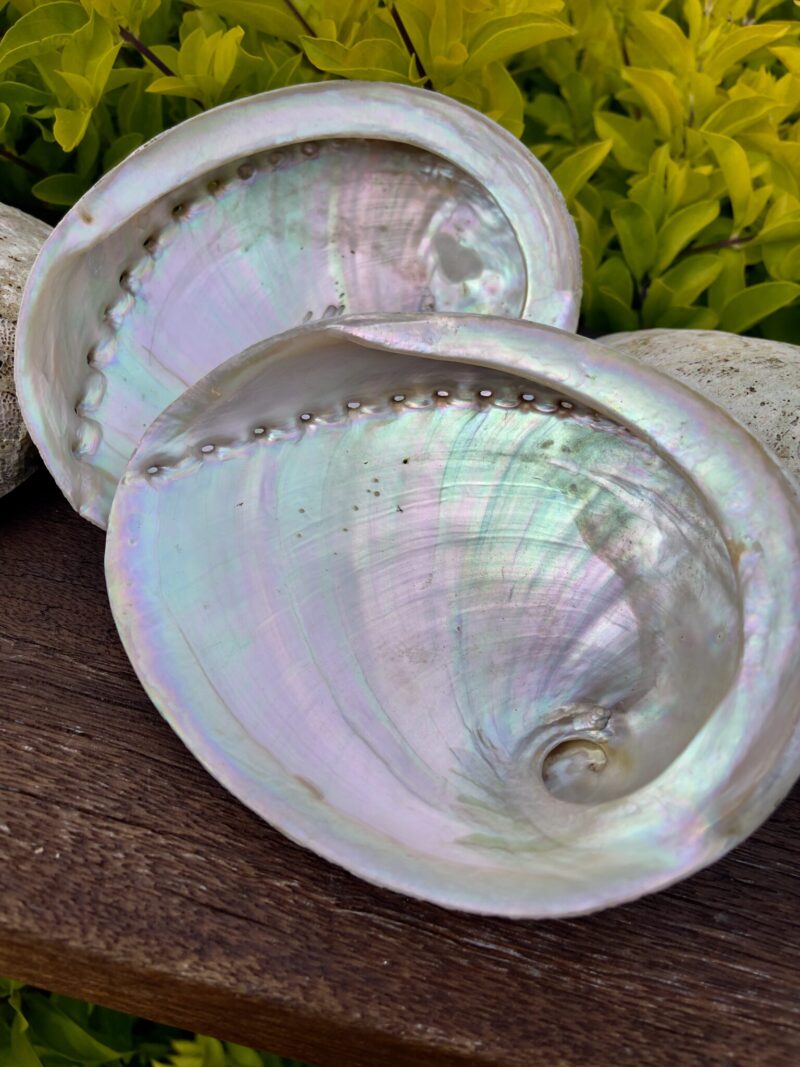 Sacred Cleansing: Natural Abalone Smudging Shell