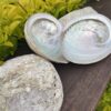 Sacred Cleansing: Natural Abalone Smudging Shell