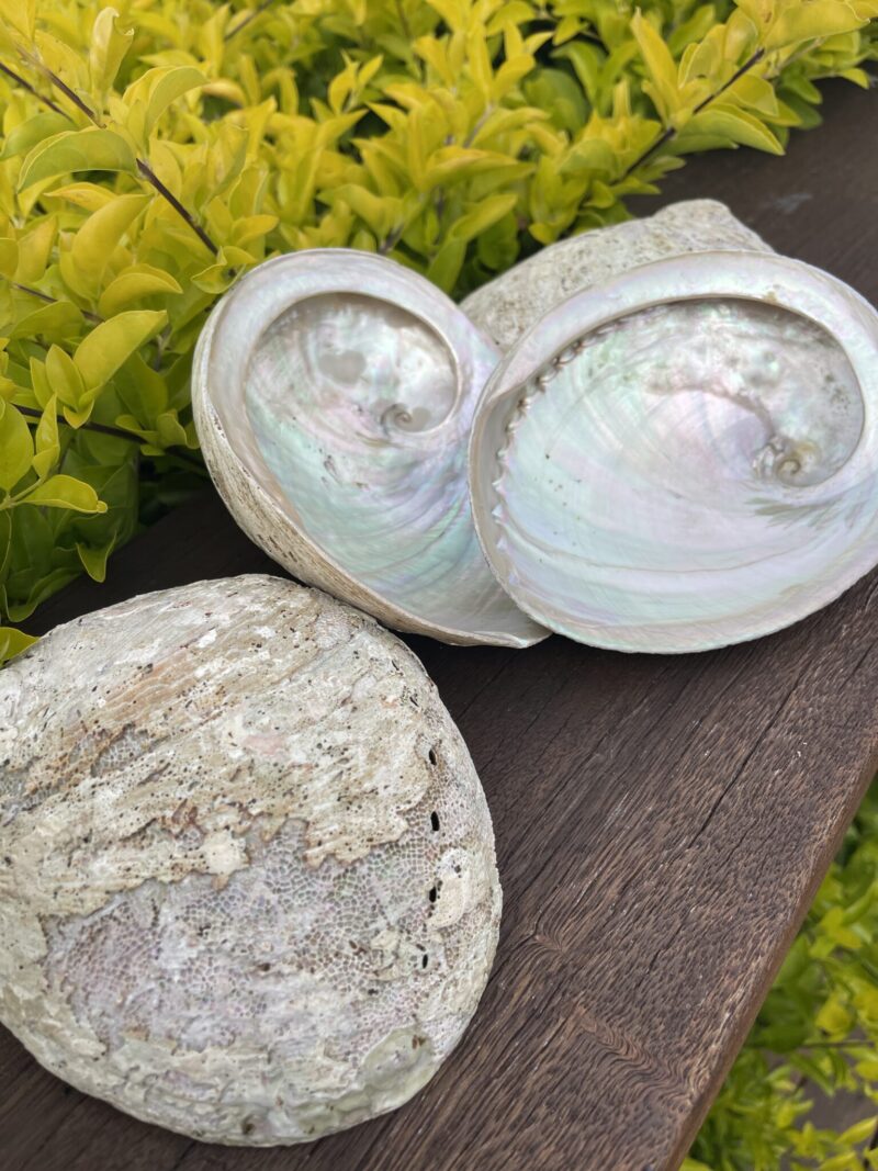 Sacred Cleansing: Natural Abalone Smudging Shell