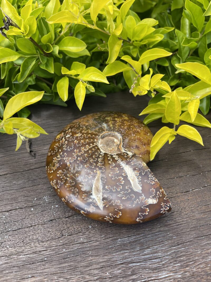 Ammonite Fossil – 534g of Ancient Energy & Transformation