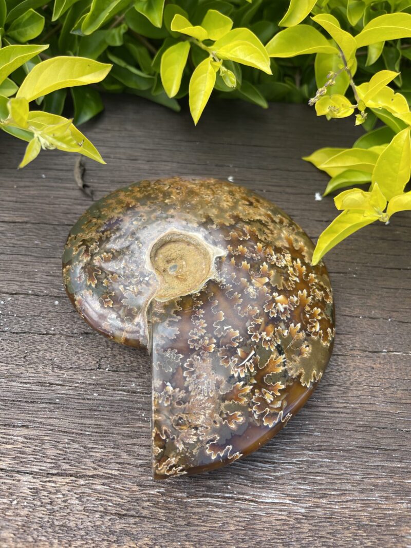 Ammonite Fossil – 534g of Ancient Energy & Transformation