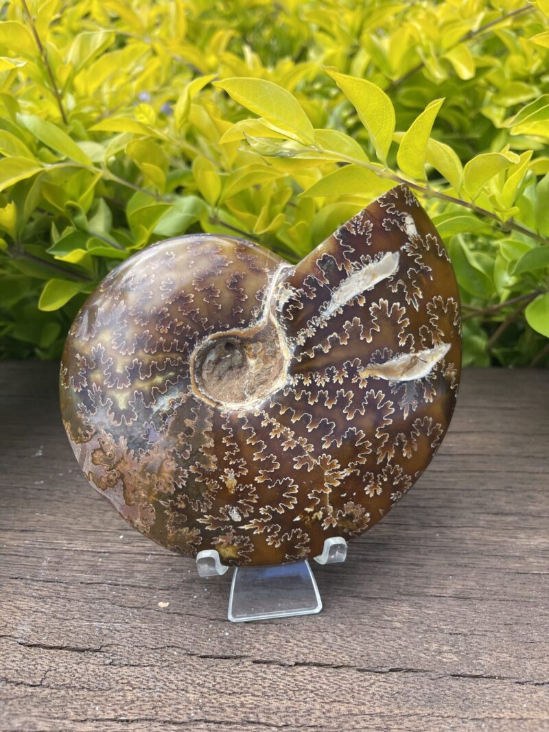 Ammonite Fossil – 534g of Ancient Energy & Transformation