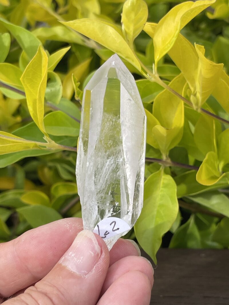 Set of 2 Clear Lemurian Seed Crystals